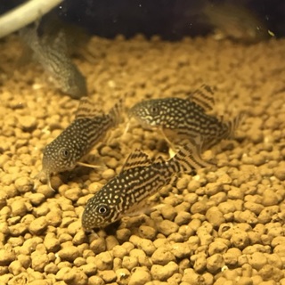 コリドラスステルバイの稚魚を10匹育てて下さい！