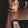 の写真