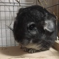 元気いっぱいチンチラちゃん！