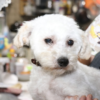 大人しい男の子