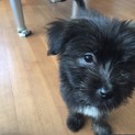 宮古島からやって来ましたあざみちゃん