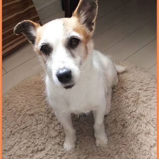 ジャックラッセルテリア　♀　６歳くらい