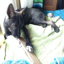 「食べたくはない歯がかゆいだけ」サムネイル3