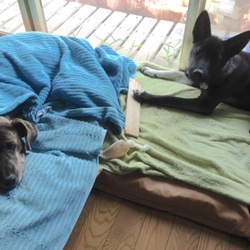 「食べたくはない歯がかゆいだけ」サムネイル2