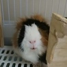 モルモットの里親さま募集してます。 サムネイル2