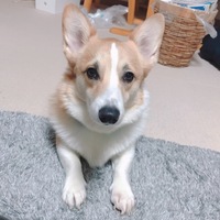 ちくわ
