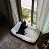 日向ぼっこ中