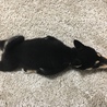 引っ張りっこの末、引きずられるのが好きらしい…