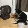あー、涼しい
