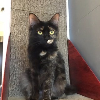 【モコ】スリゴロのサビ長毛