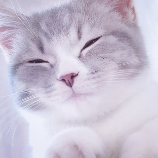  遊び相手を欲しがっている甘えん坊のスコティッシュ