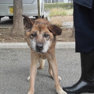 高齢者可＊香川県綾川町の迷子＊オス・老齢
