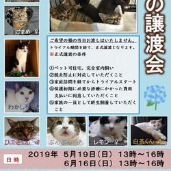 保護猫譲渡会