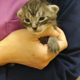 一時停止　５月１日生（推定）の男の子　サバトラ