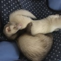 決まりそうです。