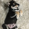 小さくてもパワフル！