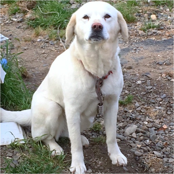 白ラブラドールmix 5 三重県 犬の里親募集 ペットのおうち 月間利用者150万人