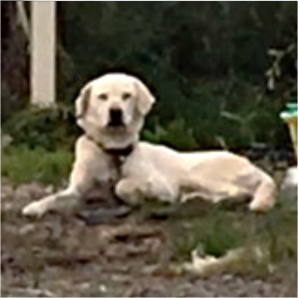 白ラブラドールmix 5 三重県 犬の里親募集 ペットのおうち 月間利用者150万人