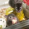 長毛ハムスター(セーブル）の男の子 サムネイル3