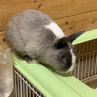 オスのうさぎさん 里親募集中！