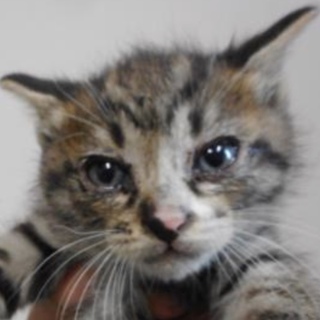 里親様に迎えられました。有難うございました。