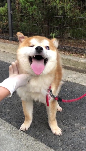 高松市の迷子 オス 小さ 香川県 犬の里親募集 ペットのおうち 月間利用者150万人