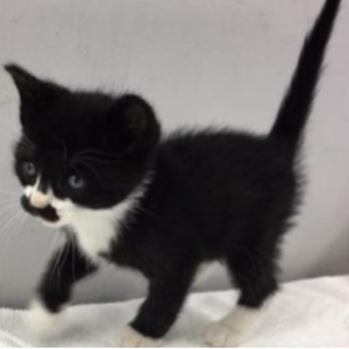 譲渡されました。