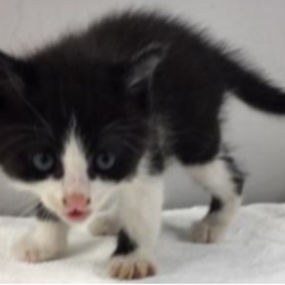 譲渡されました。