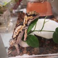 モロー