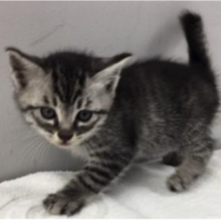 譲渡されました。