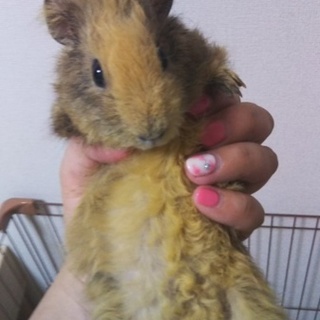 3月中旬生まれオスのテディモルモットの里親様募集！