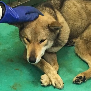 尾部脱毛 右脚負傷！治療の為 一時受付を終了中。