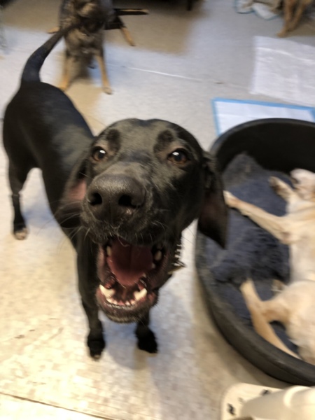 タイム Mix 雄 1歳 神奈川県 犬の里親募集 ペットのおうち 月間利用者150万人