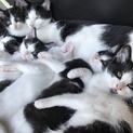 ベタ慣れ白黒猫さん( ありがとうございました )