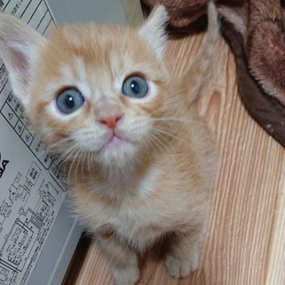 生後1ヶ月の茶トラ