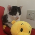 産まれて1ヶ月の子猫です！