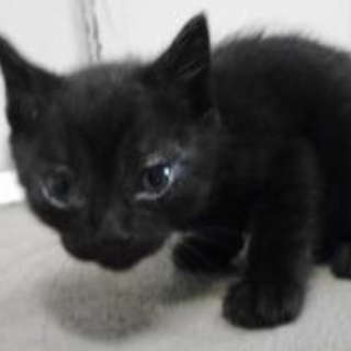 里親様に迎えられました。有難うございました。