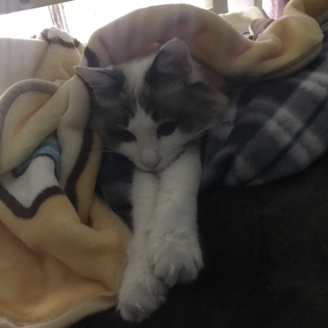 ルナカンのカバー写真