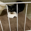 人懐っこい黒猫メスのモカちゃん