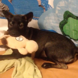 サイレント動物TOY