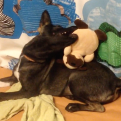 「サイレント動物TOY」サムネイル2