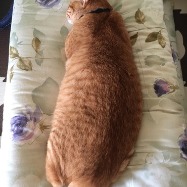 お布団を占領中(_ _).｡o○最近のお気に入りの場所☆