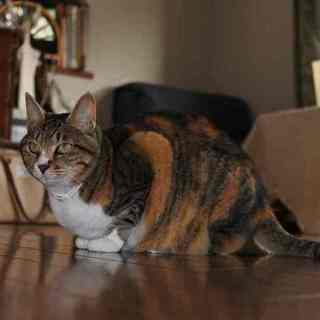 16歳　老猫です。