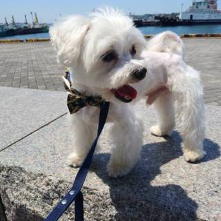 【トライアル中】元気一杯のマルチーズ男の子２歳