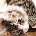 穏やかで優しい大型猫ブラウン君♂