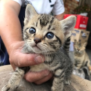 野良猫ちゃんが生んだ5姉弟