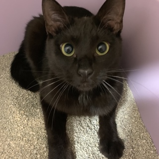 人馴れ抜群！ぼんぼん君