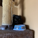 黒猫1才メス里親募集中