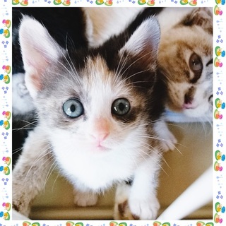 5/19*譲渡会in原宿に参加「ちっちゃいほ」