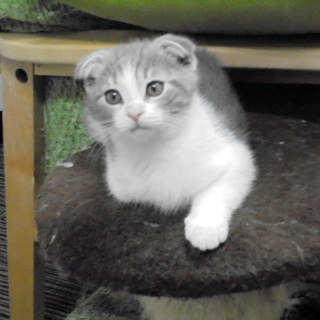 スコティッシュ　女の子　3月10日生まれ